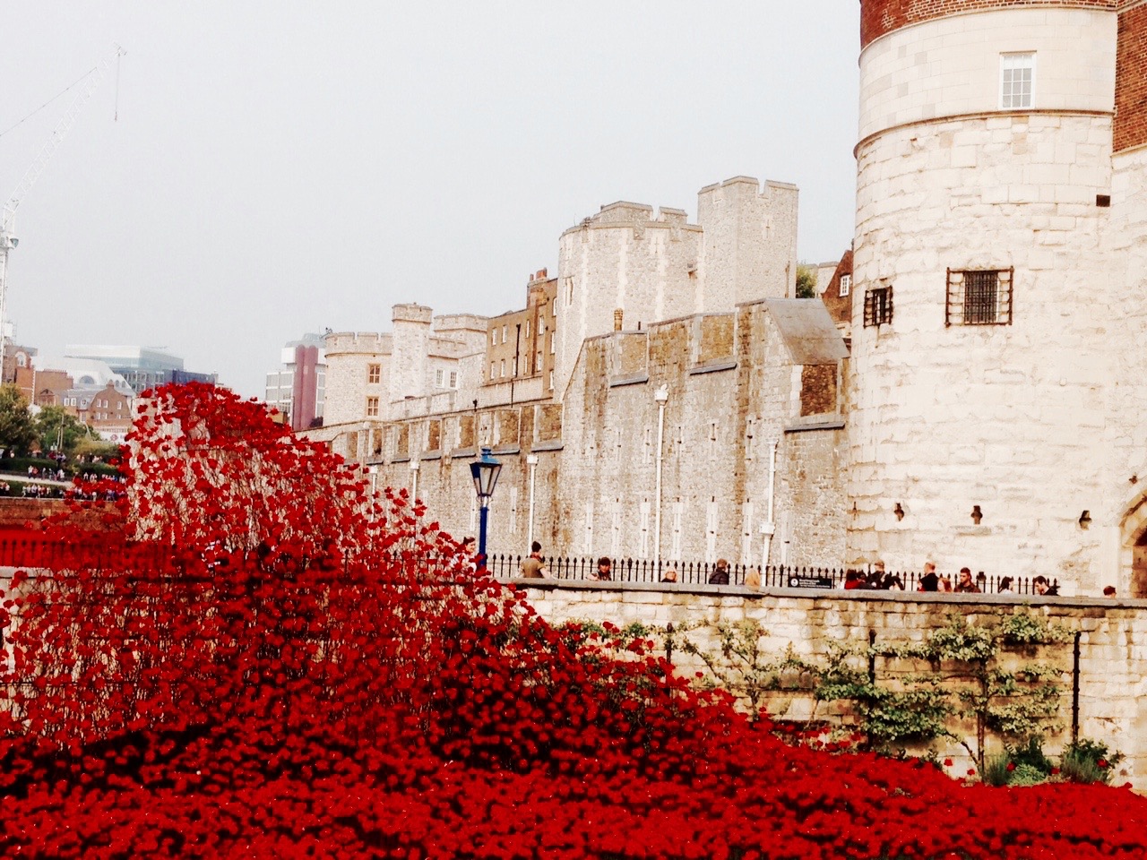 Tower_Poppies_01